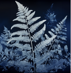 Workshop cyanotype avec jb Rengeval